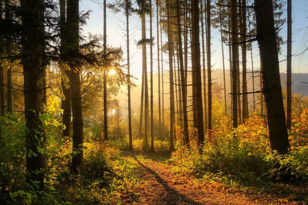 forest, trees, autumn